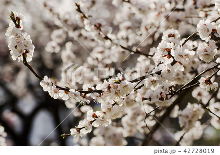 Apricot tree flower 42728019