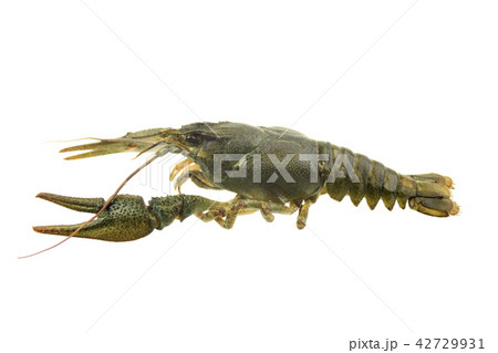green crayfish on isolated white background 42729931