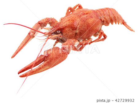 red crayfish isolated on white background 42729932