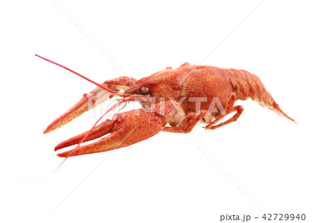 red crayfish isolated on white background red crayfish isolated on white background 42729940