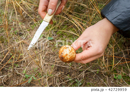 the girl found a mushroom Suillus in the forest 42729959