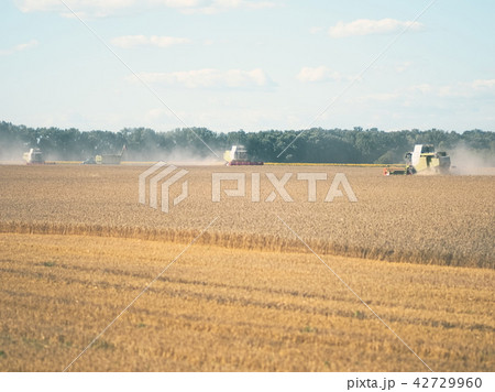 Wheat Harvesting with Combine Harvesters 42729960