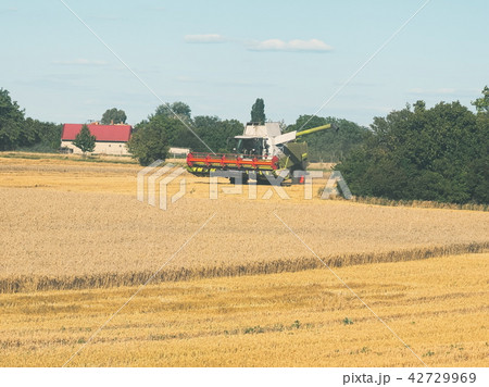 Wheat Harvesting with Combine Harvester Wheat Harvesting with Combine Harvester 42729969