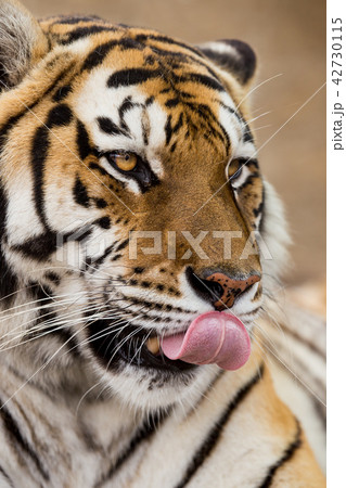 Close up of a Siberian tiger (Panthera tigris altaica). Close up of a Siberian tiger (Panthera tigris altaica). 42730115