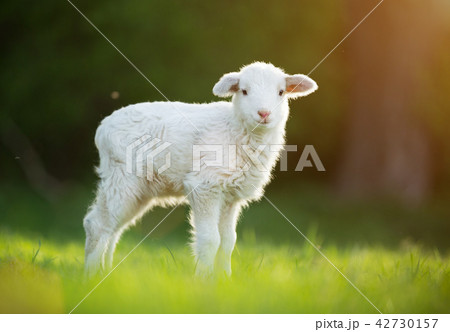 cute little lamb on fresh green meadow cute little lamb on fresh green meadow 42730157