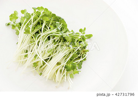 かいわれ大根 42731796