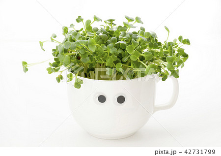 かいわれ大根 目玉キョロキョロ 42731799