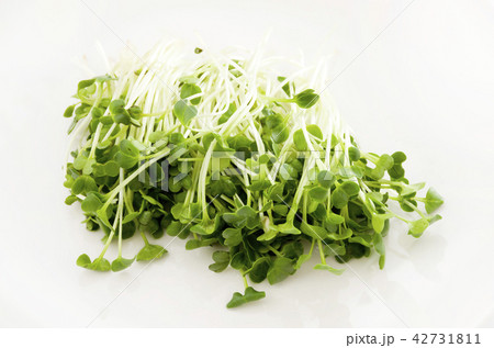 かいわれ大根 かいわれ大根 42731811
