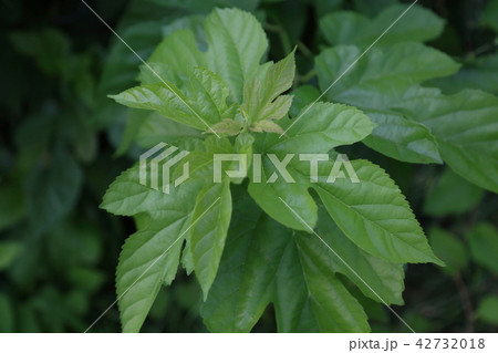 桑の葉 桑の葉 42732018