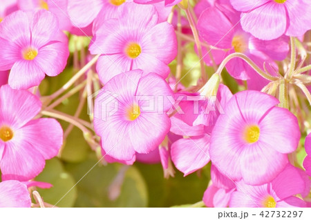 三鷹中原に咲くベニカタバミ 42732297