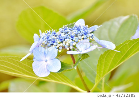 三鷹中原に咲くガクアジサイ 42732385