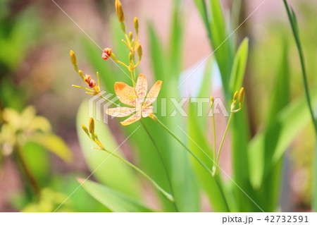 ヒオウギの花 ヒオウギの花 42732591