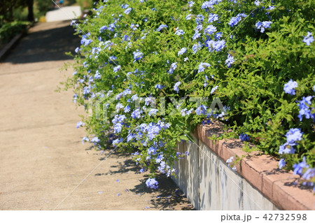 ルリマツリの花 42732598