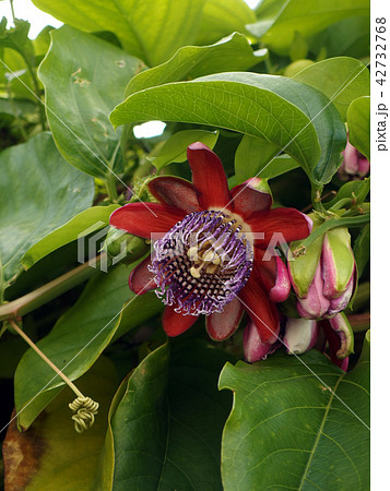 パッションフルーツの花 赤花種（パッシフロラ・アラタ） 42732768