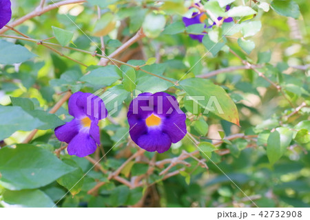 ツンべルギアエレクタの花 ツンべルギアエレクタの花 42732908