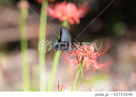 彼岸花とナガサキアゲハ 彼岸花とナガサキアゲハ 42733046