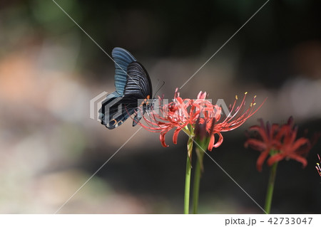 彼岸花とナガサキアゲハ 彼岸花とナガサキアゲハ 42733047