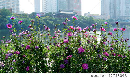 ムクゲ 42733048