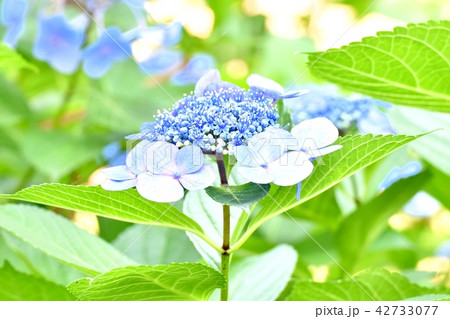 三鷹中原に咲くガクアジサイ 42733077