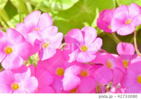 三鷹中原に咲くベニカタバミ 三鷹中原に咲くベニカタバミ 42733080