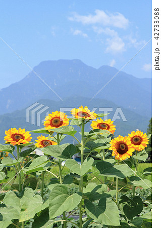 安曇野の夏　ヒマワリと有明山 42733088