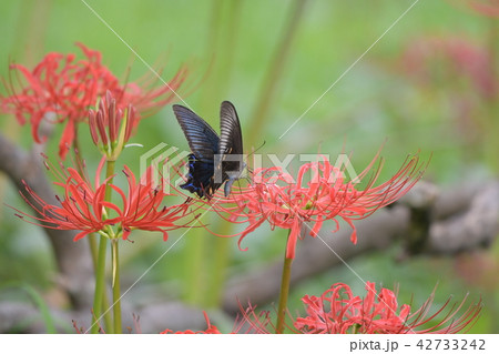 彼岸花とカラスアゲハ 彼岸花とカラスアゲハ 42733242