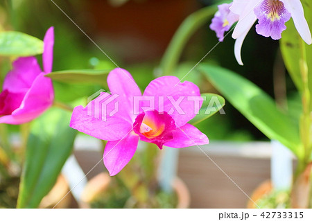 カトレアの花 カトレアの花 42733315