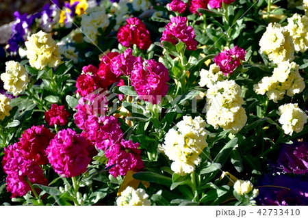 三鷹中原に咲くストック 42733410