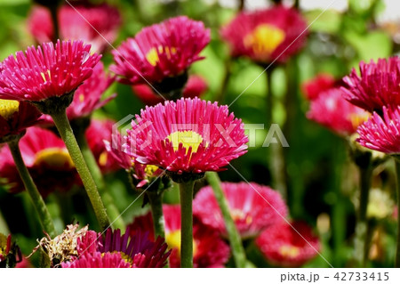 三鷹中原に咲く赤いデイジー(ヒナギク) 三鷹中原に咲く赤いデイジー(ヒナギク) 42733415