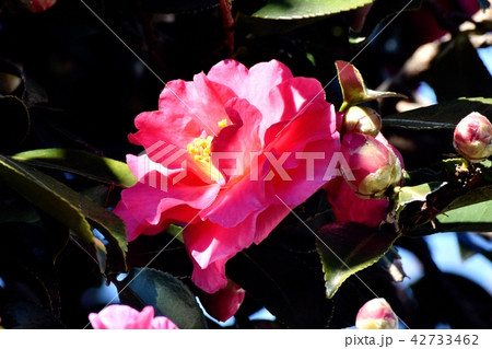 三鷹中原に咲くカンツバキ（ヤブツバキ） 42733462