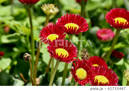 三鷹中原に咲く赤いデイジー(ヒナギク) 三鷹中原に咲く赤いデイジー(ヒナギク) 42733467