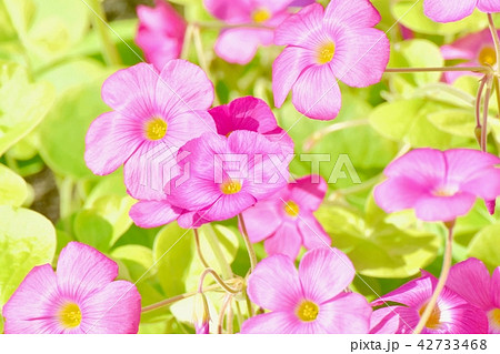 三鷹中原に咲くベニカタバミ 42733468