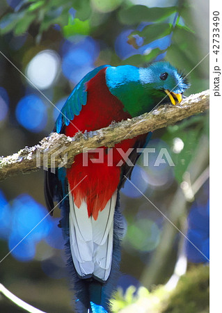 カザリキヌバネドリ(ケツァール)(コスタリカ) カザリキヌバネドリ(ケツァール)(コスタリカ) 42733490