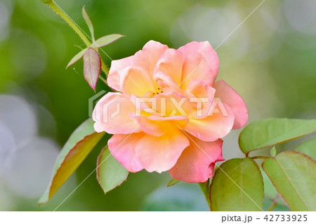 三鷹仙川公園に咲くアンネ・フランクのバラ 42733925