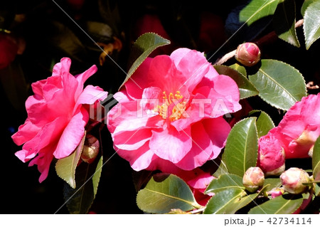 三鷹中原に咲くカンツバキ(ヤブツバキ) 三鷹中原に咲くカンツバキ(ヤブツバキ) 42734114