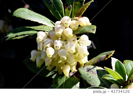 三鷹中原に咲くイチゴノキの花 三鷹中原に咲くイチゴノキの花 42734120