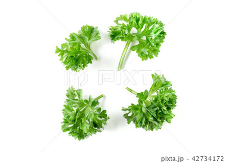 Close up of parsley leaf isolated on white Close up of parsley leaf isolated on white 42734172