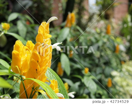 パキスタキス・ルテア パキスタキス・ルテア 42734529