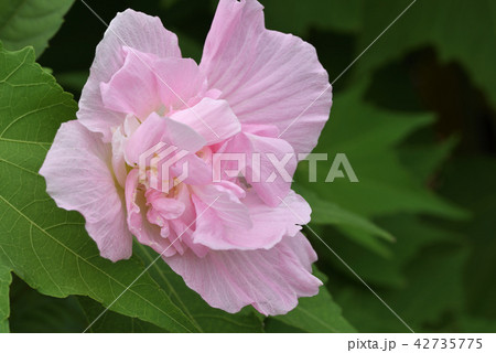 スイフヨウ スイフヨウ 42735775