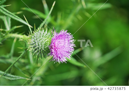 赤いアザミの花の写真素材