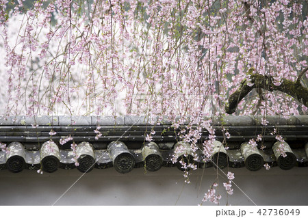 長谷寺の春 42736049