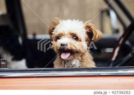 車から顔を出して笑っている犬の写真素材