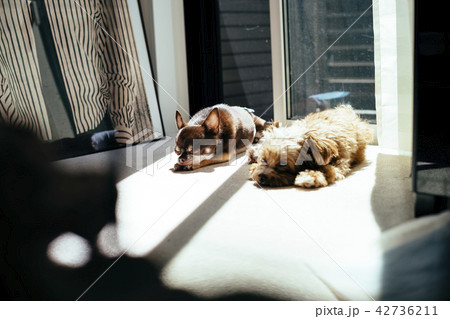日向ぼっこをしている二匹の犬の写真素材