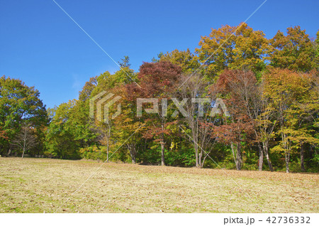 青空と紅葉の公園 青空と紅葉の公園 42736332