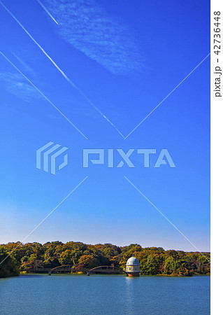 紅葉の多摩湖　青空　飛行機雲　取水塔 42736448