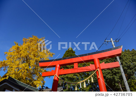 千代保稲荷　赤い鳥居　黄葉したイチョウの木 42736705