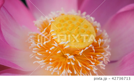 Macro photo of pink lotus flower 42736713