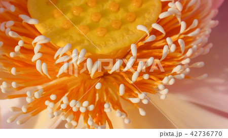 Macro photo of pink lotus flower 42736770