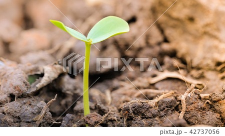 Macro photo of seedling tree Macro photo of seedling tree 42737056