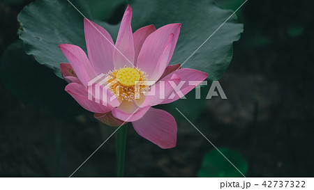 Fresh pink lotus flower 42737322